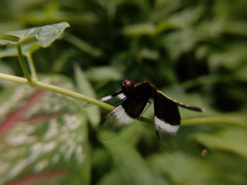 Close-up of butterfly on flower