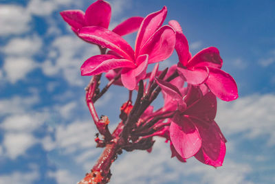 Close-up of red flowering plant against sky