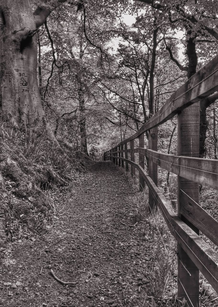 FOOTPATH IN FOREST