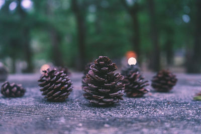Close-up of pine cones on tree