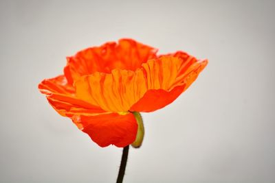 Close-up of orange poppy against white background