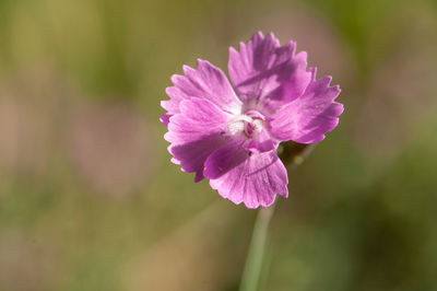 Close-up of pink flowering plant