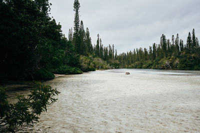 Scenic view of river amidst trees against sky