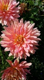 Close-up of dahlia blooming outdoors