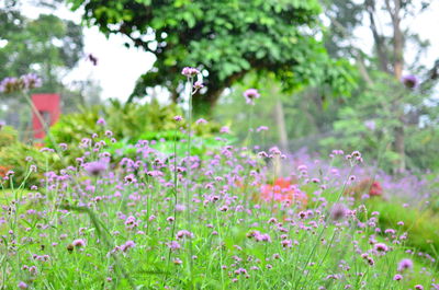 Close-up of purple flowering plants on field