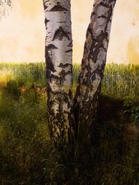 Trees growing in field