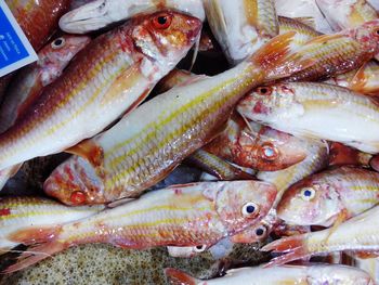 Close-up of fish for sale in market