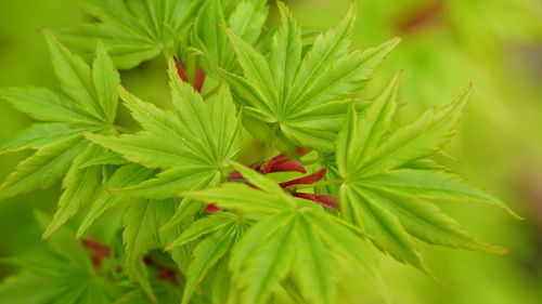 Close-up of fresh green leaves