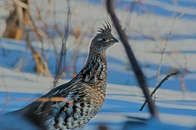 Close-up of bird perching on branch