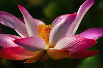 Close-up of pink lily