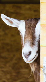 Close-up portrait of horse