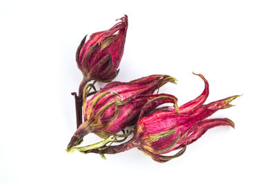 Close-up of red leaf against white background