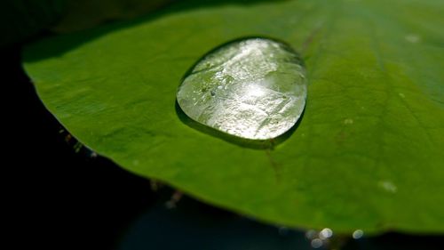 Close-up of water drops on leaves