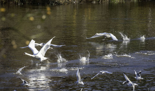 Seagulls flying over lake
