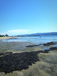 Scenic view of beach against clear blue sky