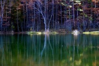 water, reflection, lake, waterfront, tranquility, tree, tranquil scene, forest, beauty in nature, nature, scenics, standing water, idyllic, growth, woodland, outdoors, no people, non-urban scene, day, water surface