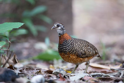 Close-up of a bird looking away