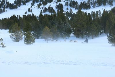 Trees on snow field against sky