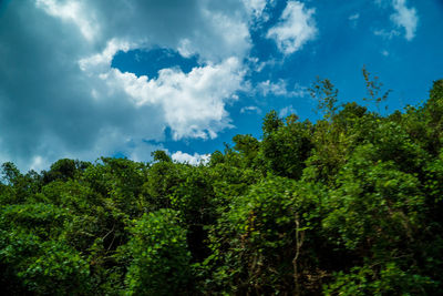 Low angle view of trees against sky