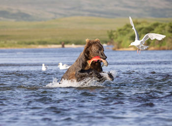 Big brown bear runs in shallow river and caught a king salmon