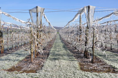 Panoramic view of agricultural field against sky