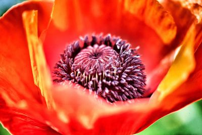 Close-up of red flower blooming outdoors