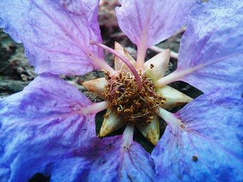 Full frame shot of purple flower
