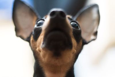 Close-up portrait of dog