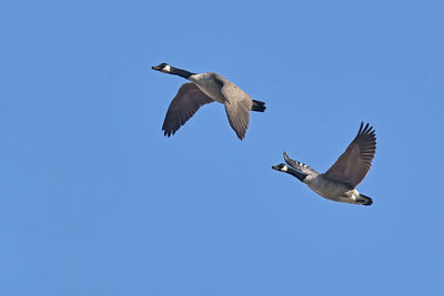 Low angle view of seagulls flying in sky