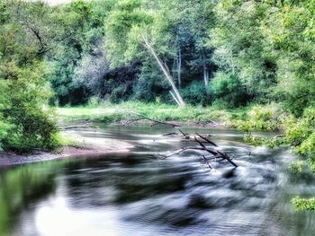 River in forest