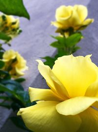 Close-up of yellow flower