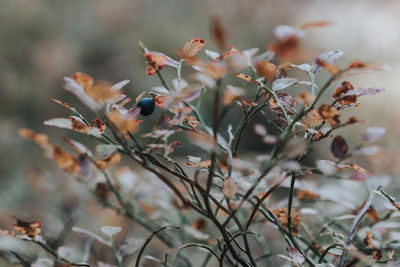 Close-up of flowering plant