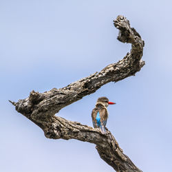 Low angle view of bird perching on tree against sky