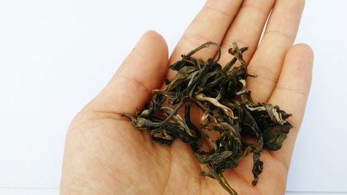 Close-up of hand holding leaves over white background