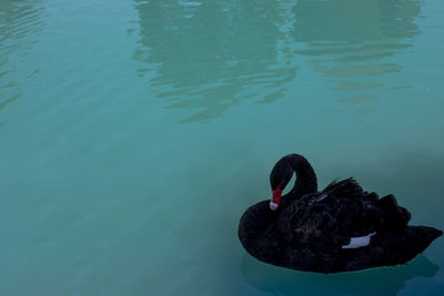 High angle view of swan swimming in lake