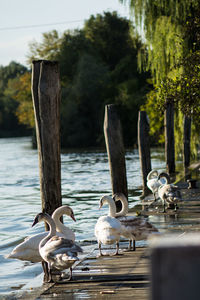 Birds by lake
