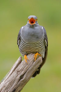 Close-up of bird singing