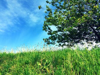 Low angle view of tree against sky