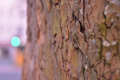 Close-up of tree trunk