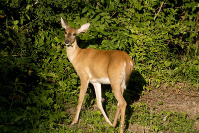 Horse standing on grass against trees