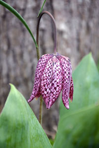 Close-up of pink flower blooming outdoors