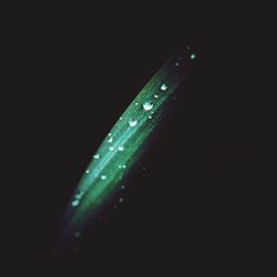 Close-up of water drops on leaves