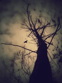 Low angle view of silhouette bare tree against sky
