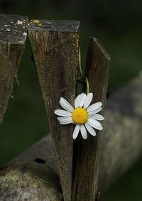 Close-up of white daisy on wooden post