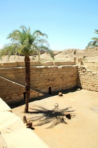 Date palm tree on field amidst wall