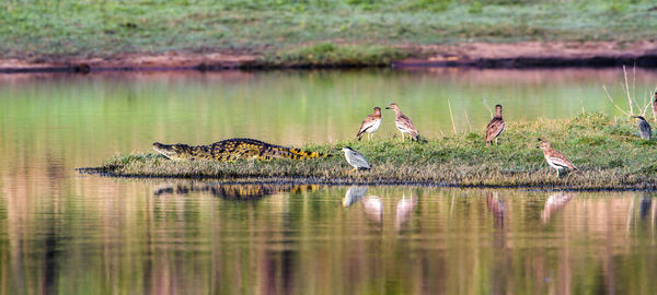 Crocodile walking towards birds on lakeshore