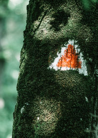 Close-up of tree trunk in forest