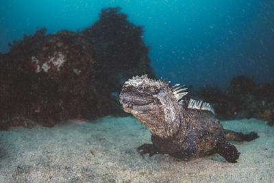 Close-up of fish swimming in sea