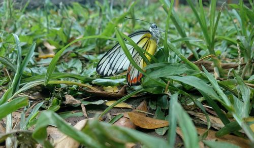 Close-up of butterfly on grass