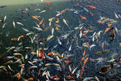 High angle view of fishes swimming in lake